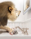 Lion Washing Paws in Bathroom In Front of Mirror Royalty Free Stock Photo