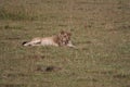 Lion washing it`s foot Royalty Free Stock Photo