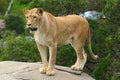 Lion watching Royalty Free Stock Photo