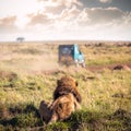 Lion Watching Safari Vehicle Drive By