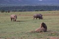 Lion watching White Rhinos DJE