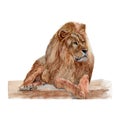 Lion watercolor painting.Watercolor hand painted botanical. illustration of a lion isolated Royalty Free Stock Photo