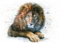 Lion watercolor predator animals wildlife painting Royalty Free Stock Photo