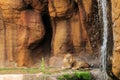 Lion and Waterfall (Horizontal) Royalty Free Stock Photo