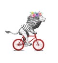 Lion Wearing T-shirt and Wreath Rides Bicycle Vector Illustration. Vintage Mascot Lion Cycle Bike Isolated on White