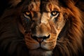 Lion white africa dark portrait predator animal nature big strength cat face Royalty Free Stock Photo