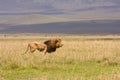 Lion in wide Serengeti landscape Royalty Free Stock Photo