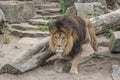 Lion Royalty Free Stock Photo