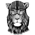 Lion, wild cat Animal wearing motorycle helmet. Image for kindergarten children clothing, kids. T-shirt, tattoo, emblem