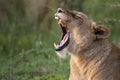 Lion in wild in Kruger South Africa Royalty Free Stock Photo