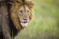 Lion in wild in Kruger South Africa Royalty Free Stock Photo