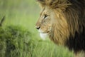 Lion in wild in Kruger South Africa Royalty Free Stock Photo