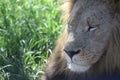 Lion, wild, nature, jungle, animals, profiles