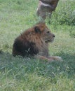Lion in the wild park Natura Viva, Bussolengo, Italy