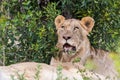 Lion in wild South Africa Royalty Free Stock Photo