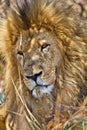 Lion, Wildlife Reserve, South Afica Royalty Free Stock Photo