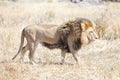 Lion wondering the hot African savannah Royalty Free Stock Photo