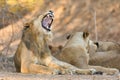 Lion (Panthera leo)