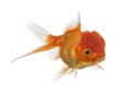 Lion's head goldfish opening mouth Royalty Free Stock Photo