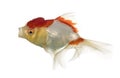 Lion's head goldfish opening mouth Royalty Free Stock Photo