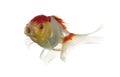 Lion's head goldfish opening mouth Royalty Free Stock Photo