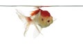 Lion's head goldfish opening mouth Royalty Free Stock Photo