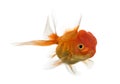 Lion's head goldfish swimming