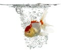 Lion's head goldfish swimming Royalty Free Stock Photo