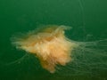 A lion's mane jellyfish, Cyanea capillata. This is one of the largest known species of jellyfish and also known as Royalty Free Stock Photo
