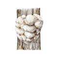 Lion's mane mushroom growing on a tree trunk. Watercolor illustration. Hand painted Hericium erinaceus fungus