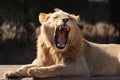 Lion Yawn Royalty Free Stock Photo