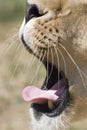 Lion yawn close up