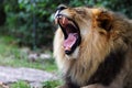 Lion yawn