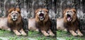 Lion yawn in photo collage at zoo Royalty Free Stock Photo