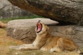 Lion Yawn