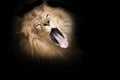 Lion yawning