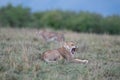 Lion yawning with cheetah in background Royalty Free Stock Photo