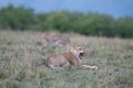 Lion yawning with cheetah in background Royalty Free Stock Photo