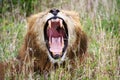 Lion yawning