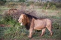 Lion yawning just awake in the middle of the African savannah in South Africa, this animal is the king of the savannah and safaris Royalty Free Stock Photo