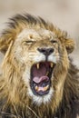 Lion yawning in Kruger Park, South Africa Royalty Free Stock Photo