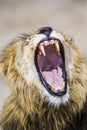Lion yawning in Kruger Park, South Africa Royalty Free Stock Photo
