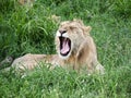 Lion yawning