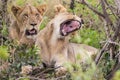 Lion Yawning South Africa wildlife Royalty Free Stock Photo