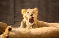 Lion yawning Royalty Free Stock Photo