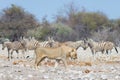 Lion and Zebras running away, defocused in the background. Wildlife safari in the Etosha National Park, Namibia, Africa. Royalty Free Stock Photo
