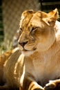 Lion - Zoo Royalty Free Stock Photo