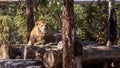 Lion in Zoo