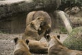 Lion in a zoo resting and playing Royalty Free Stock Photo