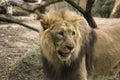 Lion in a zoo resting and playing Royalty Free Stock Photo